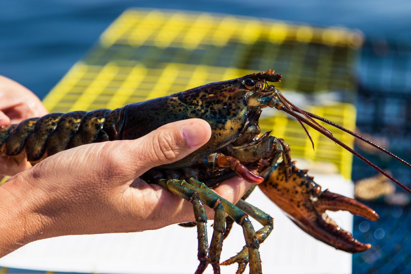 American Lobster (<i>Homarus americanus</i>)