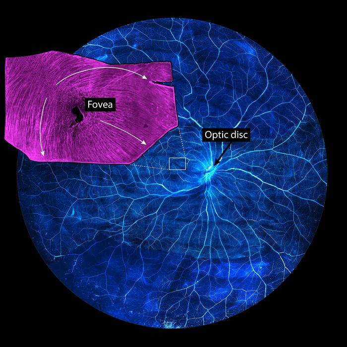 The human fovea