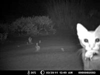 Cat Camera Trap