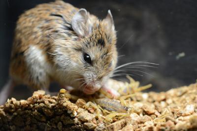 The Mice that Evolved to Resist Pain (2 of 9)