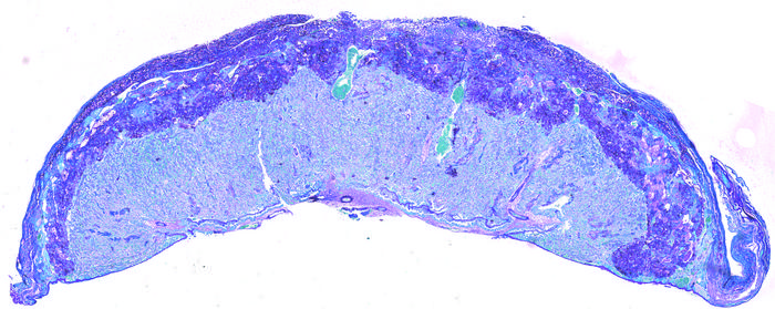 Cross-section of mouse placenta