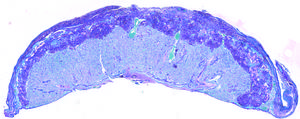 Cross-section of mouse placenta