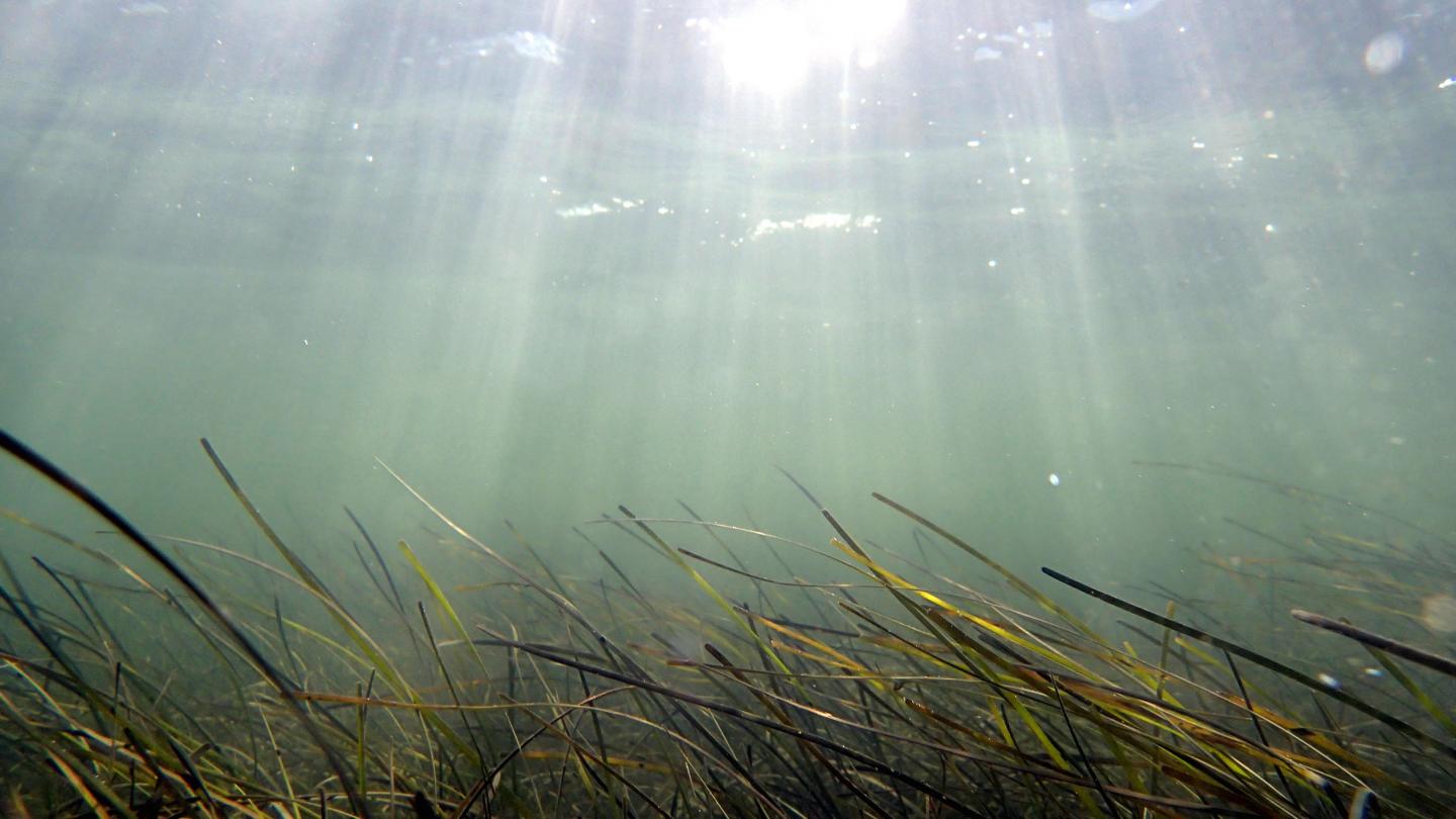 Healthy Eelgrass