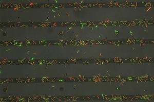 Red and green show chemical signals inside the Bacteria