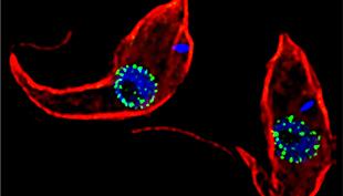 Pretty Parasites