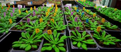 <i>Arabidopsis</i>