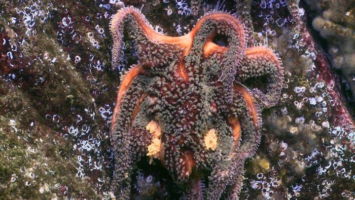 Sunflower Star Dying