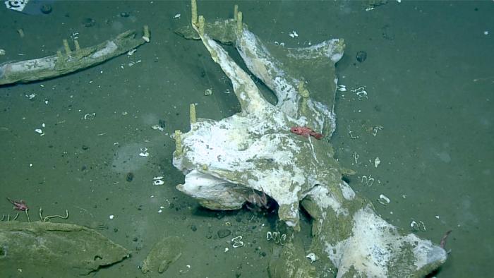 Whale skull and partial view of mandibles