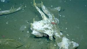 Whale skull and partial view of mandibles