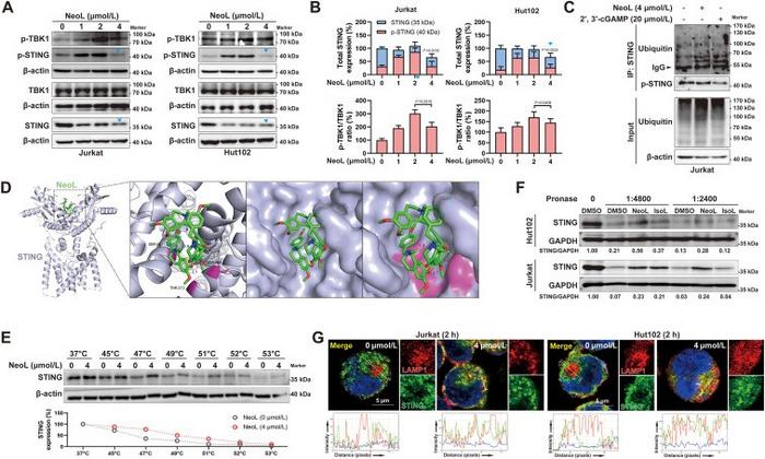 Neoliensinine binds to STING and promotes STING trafficking to lysosomes for degradation in T-cell malignancies