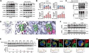 Neoliensinine binds to STING and promotes STING trafficking to lysosomes for degradation in T-cell malignancies