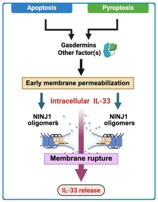 NINJ1 controls IL-33 release from apoptotic and pyroptotic cells
