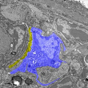Macrophage next to nerve in liver