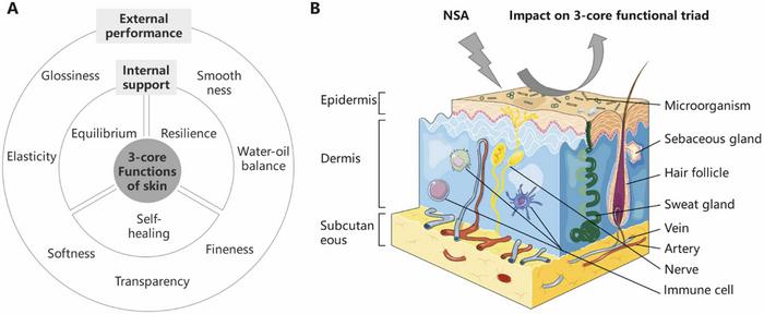 Schematic diagram of the three-core functional triad model of skin.