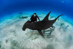 Founder and hammerhead shark
