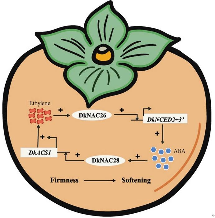 Molecular mechanism model of ethylene and ABA promoting each other and accelerating the softening of persimmon fruit.