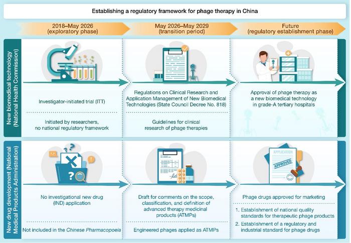 Establishing a regulatory framework for phage therapy in China