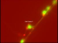 Organelle Movement (2 of 2)