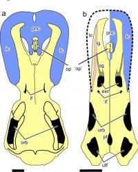 A Reptile Platypus From the Early Triassic 3