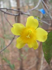 Gelsemium Flower