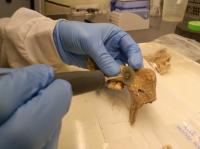 Nordic Bronze Age Attracted Wide Variety of Migrants to Denmark (1 of 2)