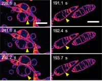 Mitochondria and Cristae Fusing Together