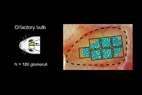Oscillation Patterns in Glomeruli
