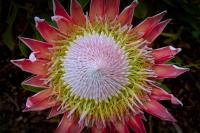 A King Protea Blooms