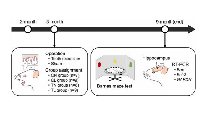 timeline_tooth loss and memory decline_mouse study