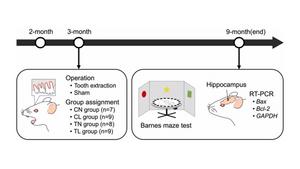 timeline_tooth loss and memory decline_mouse study