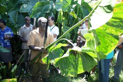 Giant Swamp Taro in Fiji