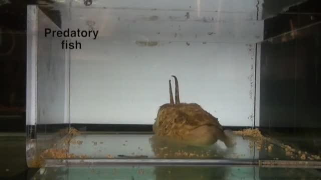 Cuttlefish Supplement 2