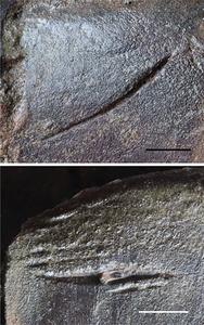 Photograph showing the detail of the bite and embedded tooth