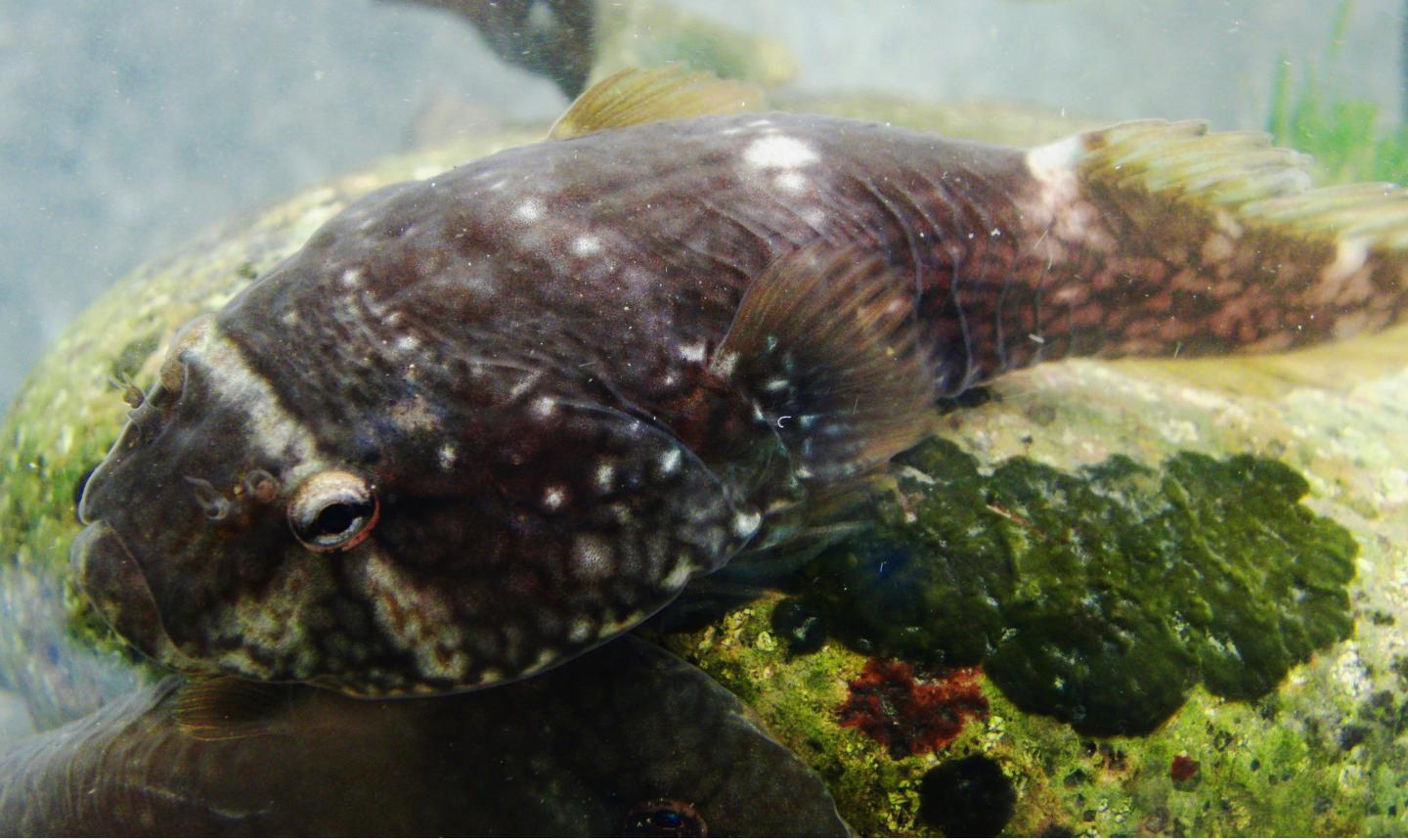 Clingfish in Water
