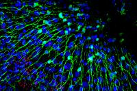 Nerve Cells and Bacteria in Hydra