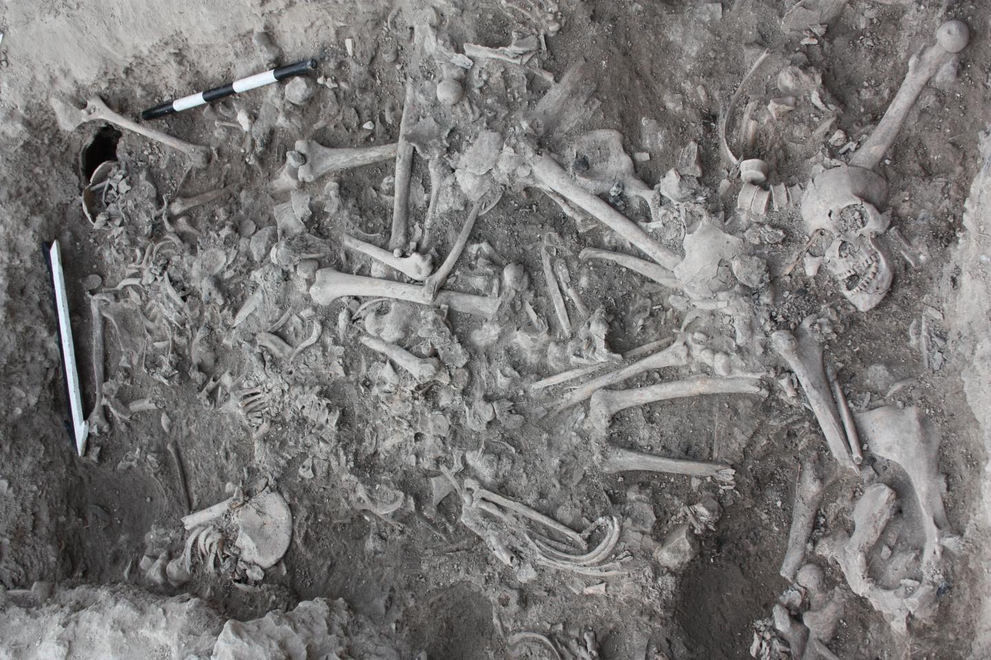 Crusader Bones