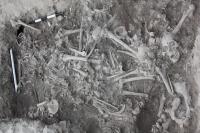 Crusader Bones