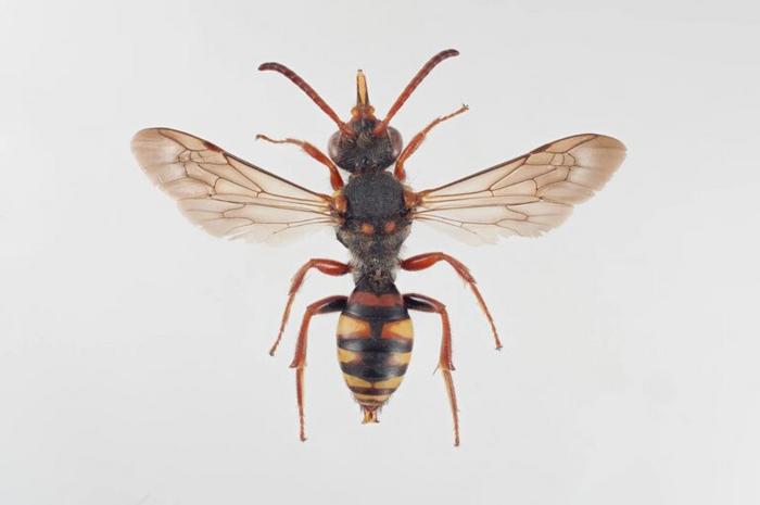 Another bee species missing from Norway