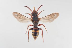 Another bee species missing from Norway