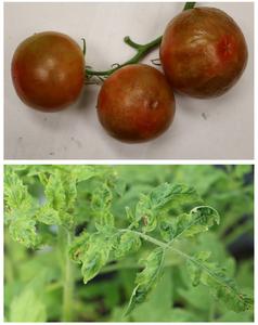 A Tomato Line That’s Ripe for the Picking