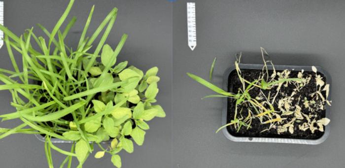 Lack of information hinders regulation of ‘green’ nanopesticides