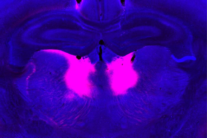 Neurons in the mediodorsal thalamus