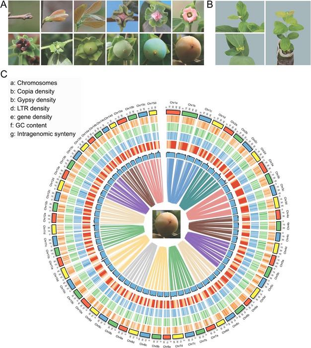 The morphology and homologous genome blocks for D. deyangensis.