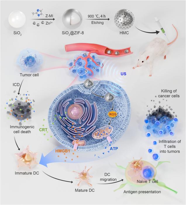 Preparation and tumor inhibition mechanism of HMC nanoparticles.