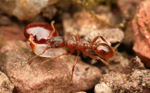 Myrmica rubra