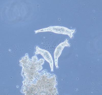 P. roseola