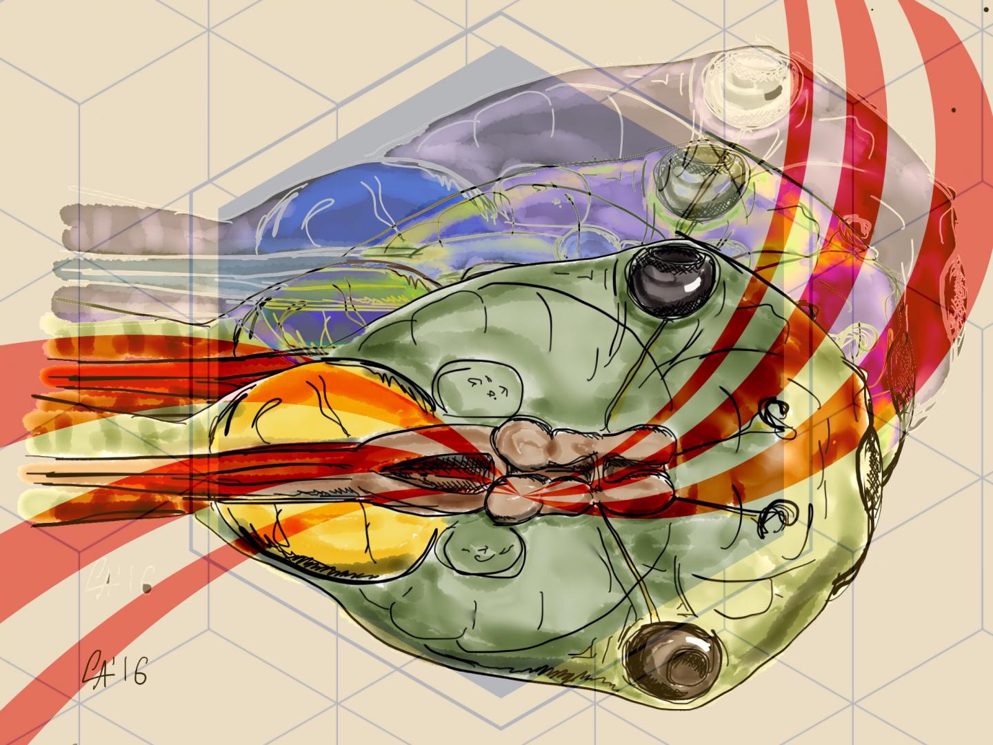 Sensory Overlap