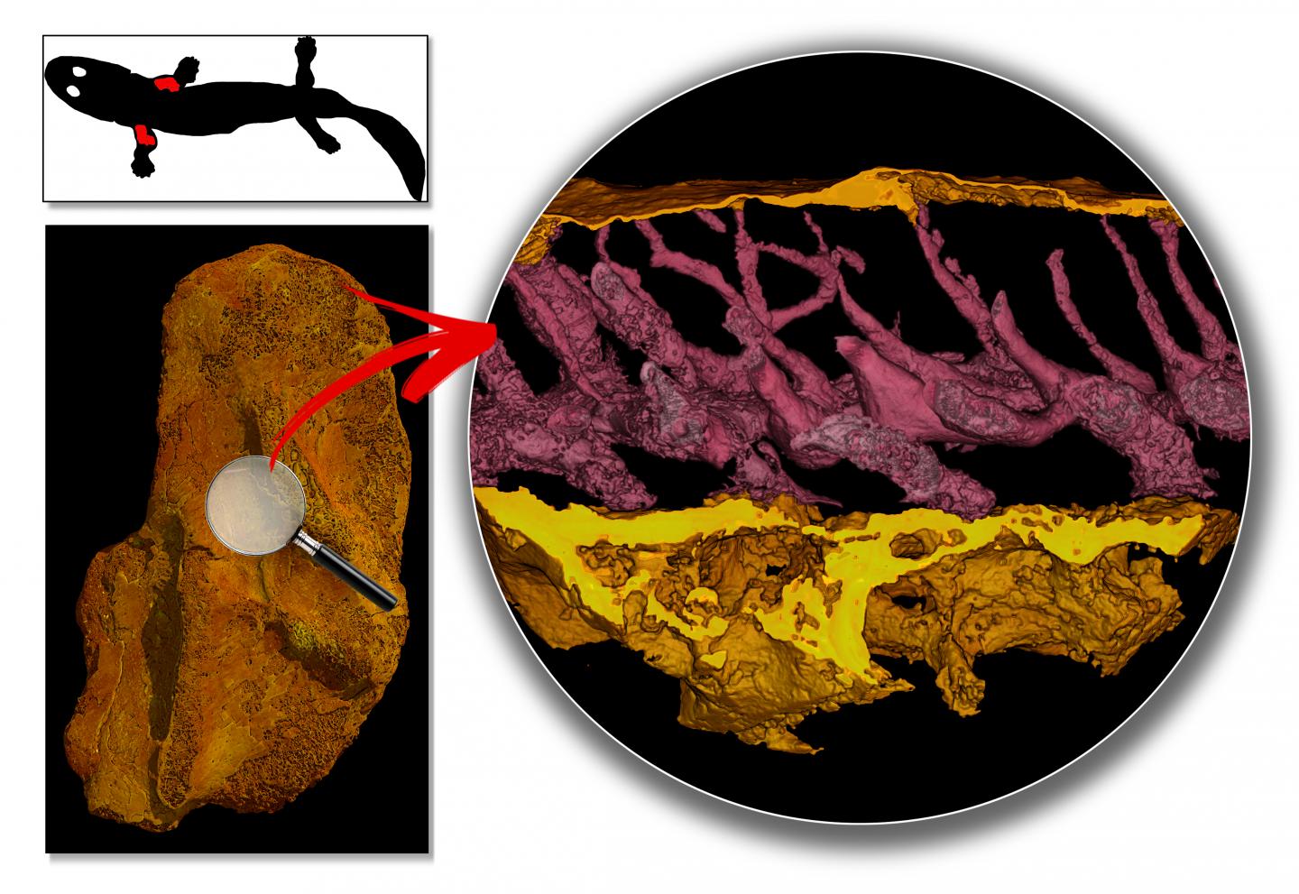 High-Resolution Synchrotron X-Ray Scans of <em>Acanthostega</em> Fossil Limb Bones (2 of 2)