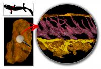 High-Resolution Synchrotron X-Ray Scans of <em>Acanthostega</em> Fossil Limb Bones (2 of 2)