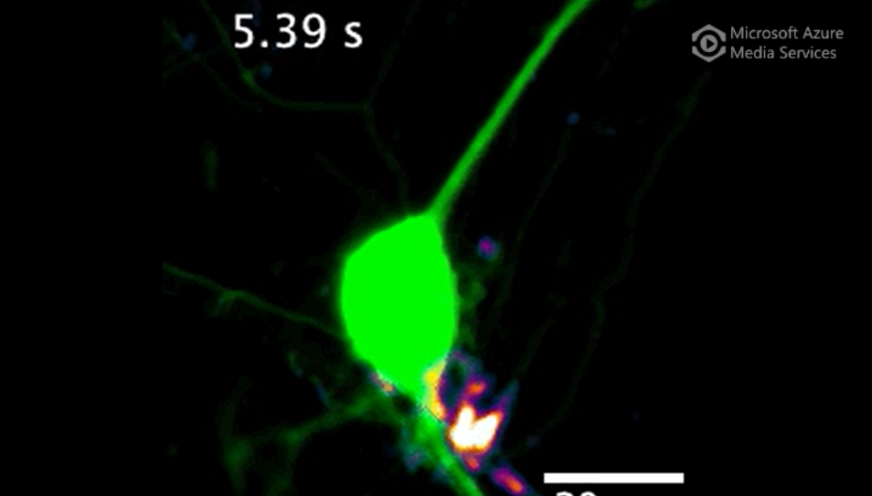 DopaFilm detection of dendritic activity around the soma of a dopamine neuron